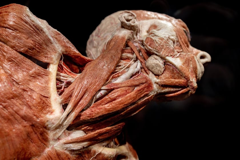 Model ludzkiego ciała z Plastinarium