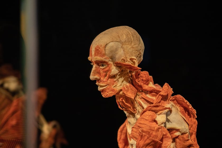 Model ludzkiego ciała z Plastinarium