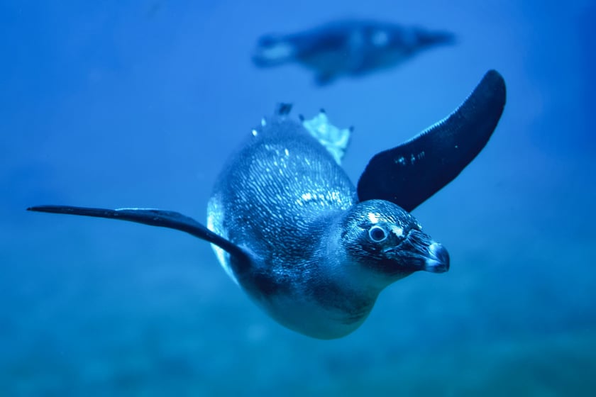 Pingwin przylądkowy z zoo Wrocław