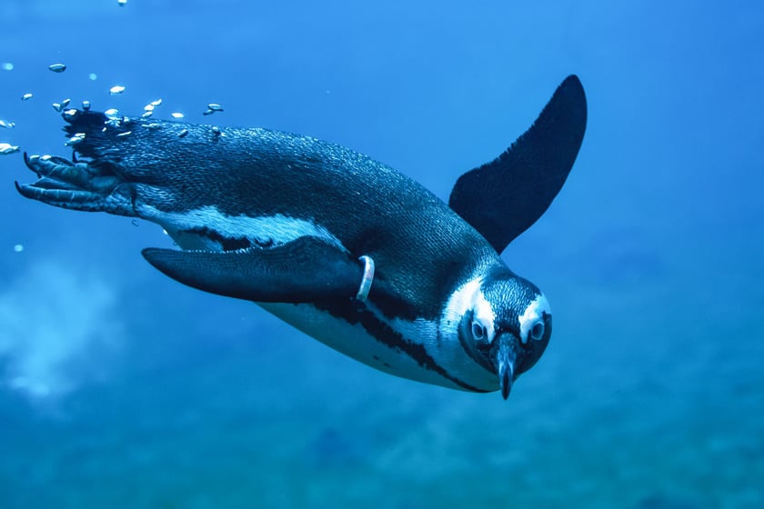 Pingwiny z wrocławskiego zoo noszą specjalne obrączki na skrzydłach, żeby można je było odr&oacute;żnić