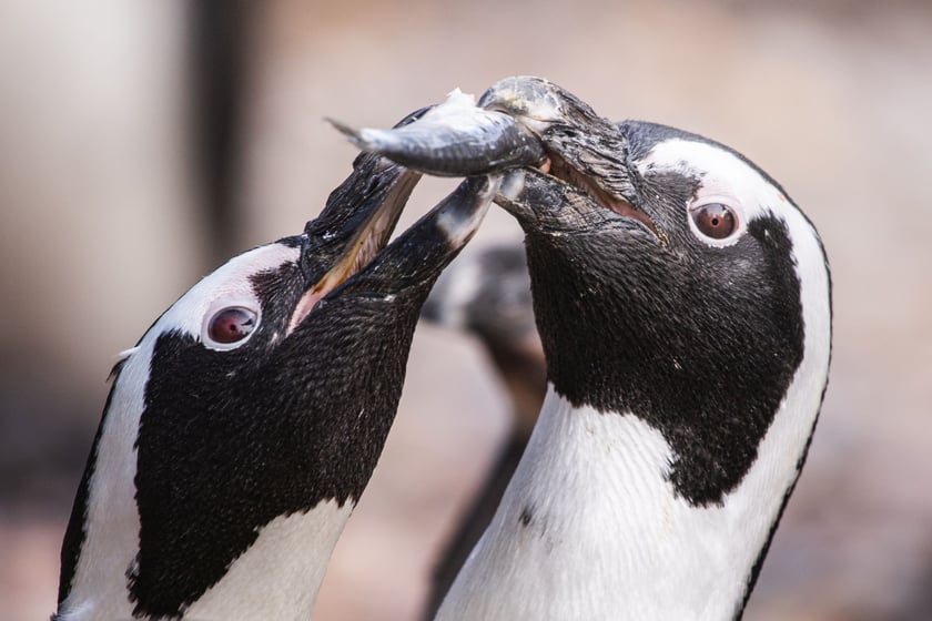 Kolonia pingwin&oacute;w w zoo Wrocław jest drugą co do wielkości w Europie (po tej z zoo w Amsterdamie) i trzecią na świecie