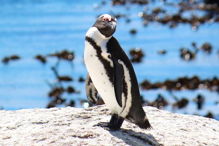 Pingwiny przylądkowe są jednym z najbardziej zagrożonych wyginięciem gatunków pingwinów
