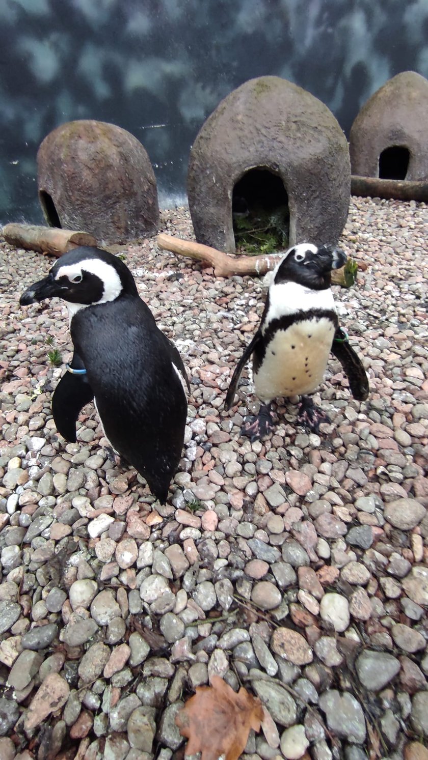 Pingwiny - geje z wrocławskiego zoo wysiadywały w gnieździe plastikowego flaminga