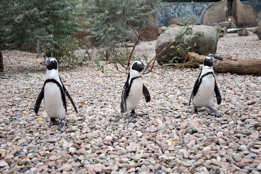 Pingwiny z zoo