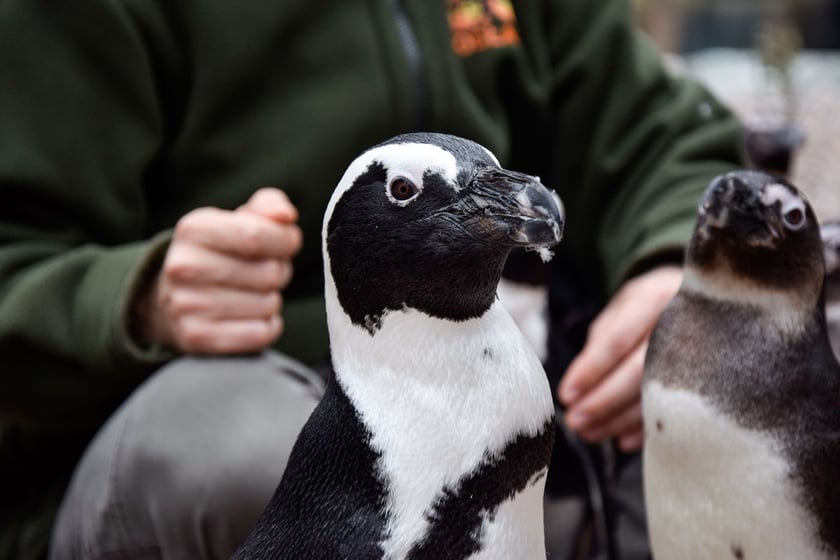 Pingwin przylądkowy z zoo Wrocław. Dorosłe osobniki są czarno-białe