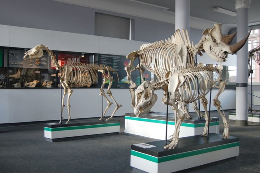 Muzeum Przyrodnicze UWr we Wrocławiu