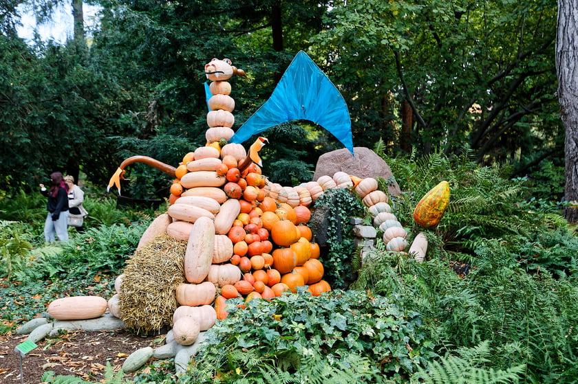 23. Festiwal Dyni 2026 w Ogrodzie Botanicznym we Wrocławiu. 11.10.2026