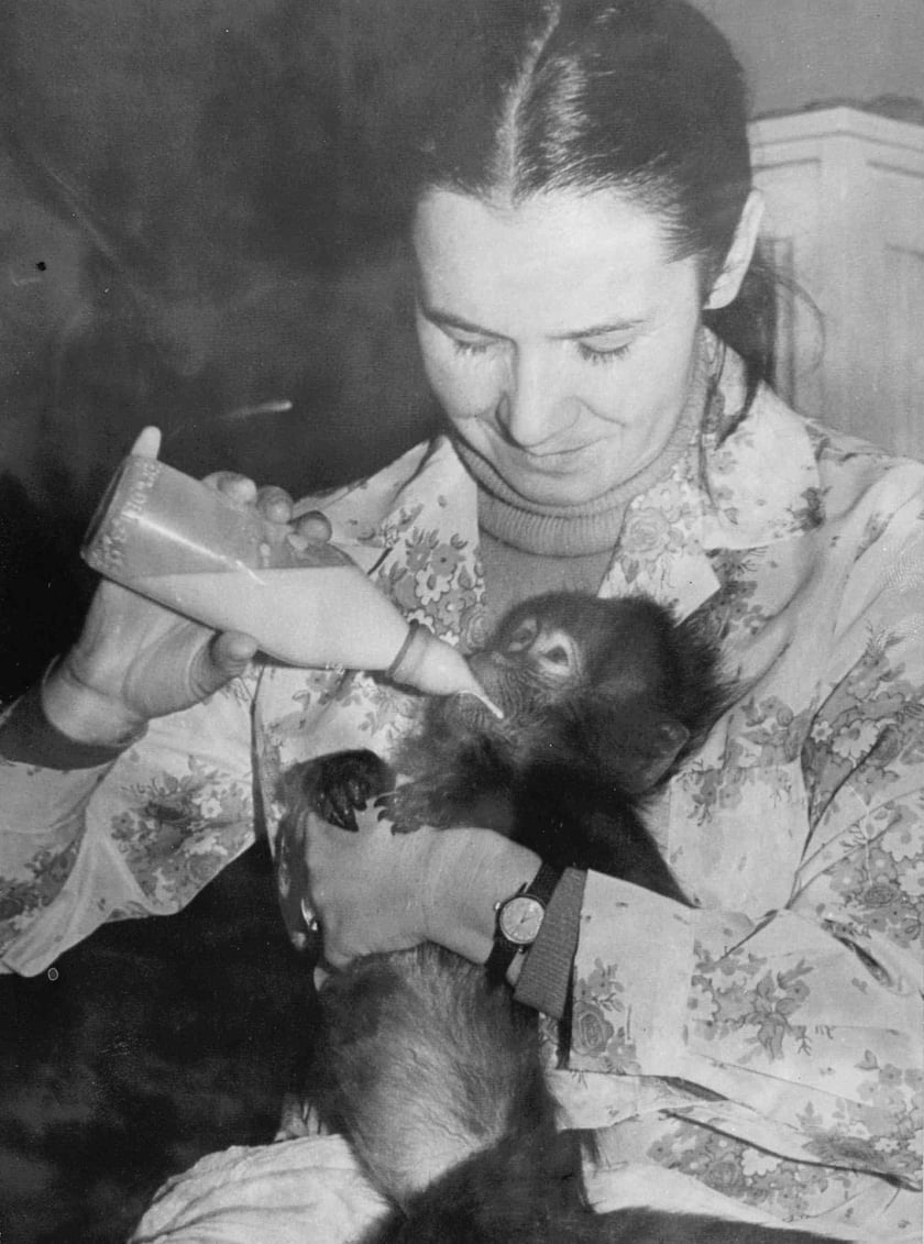 <p>Hanna Gucwińska karmi małą małpkę</p>