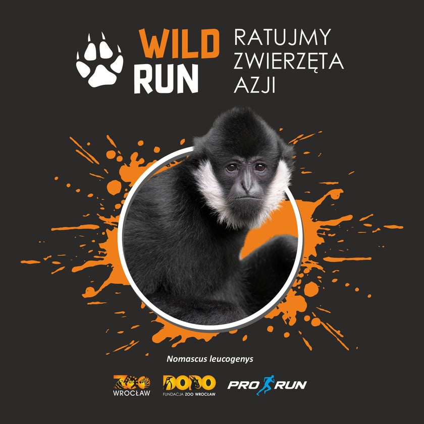 <p>Plakat Wild Run 2024</p>