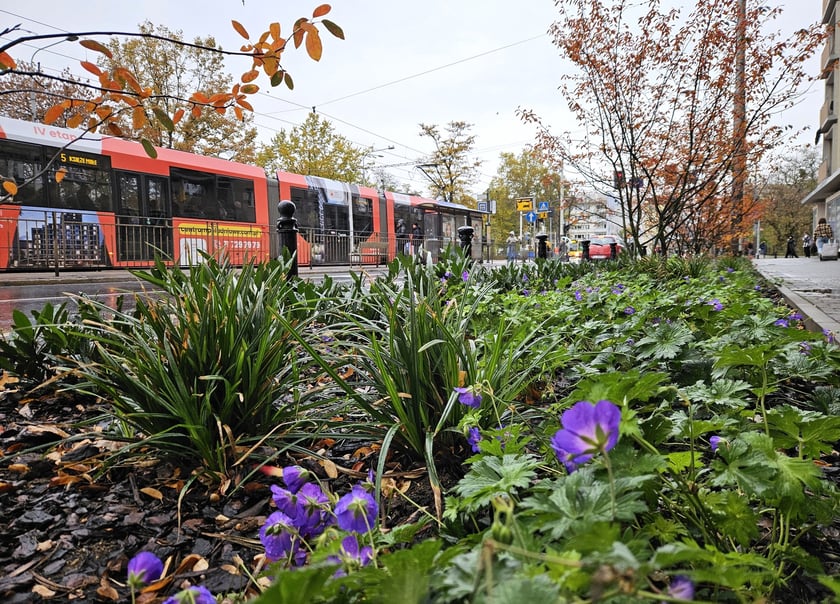 Krzewy świdośliwy oraz kwiaty i mniejsze rośliny na ul. Kołłątaja w rejonie  skrzyżowania z Podwalem.
