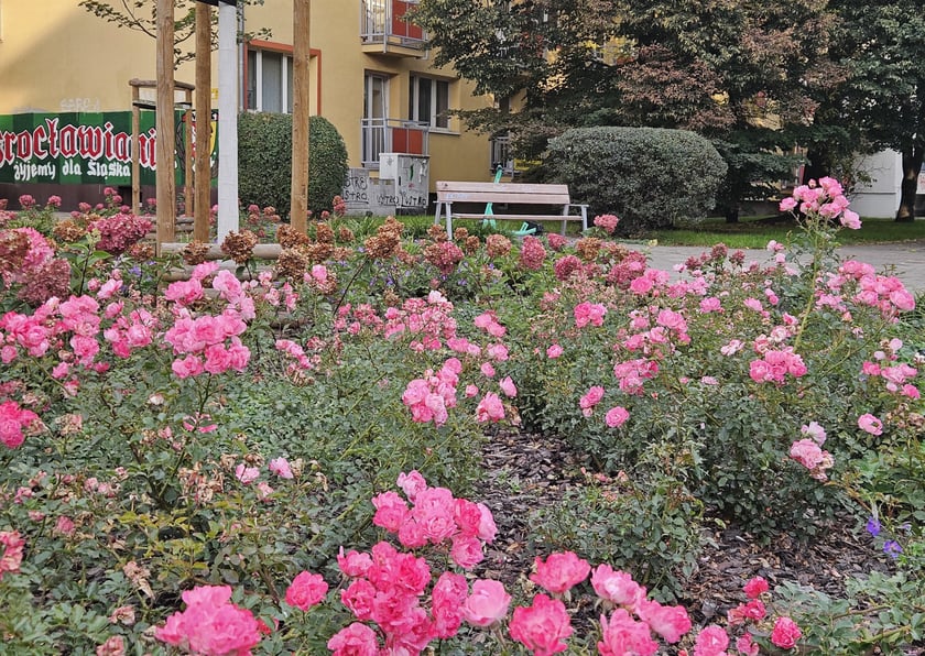 Skwerek przy skrzyżowaniu ulic Kołłątaja i Kościuszki - na początku października, kwiaty  jeszcze cieszyły intensywnymi kolorami.