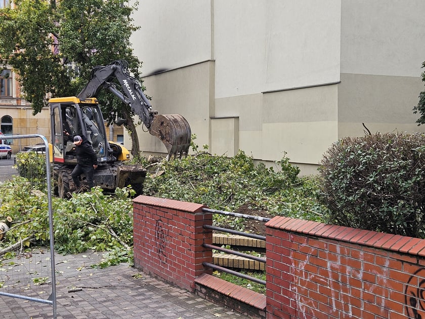 Usuwanie topoli ze skwerku  na rogu ulic Kołłątaja i Rejtana.