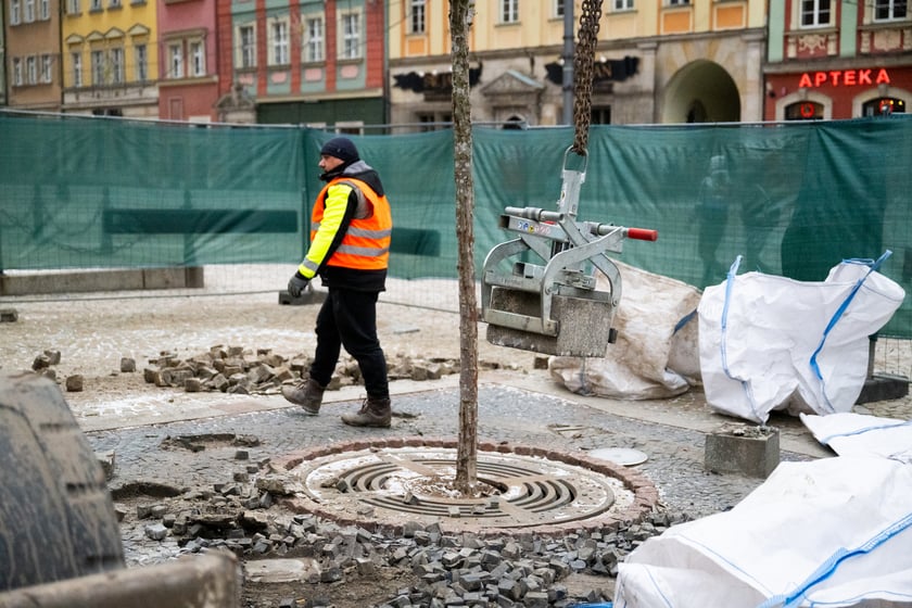 Prace w Rynku przy rozbiórce zabrukowanych nawierzchni - przygotowanie do nasadzeń nowych drzew.