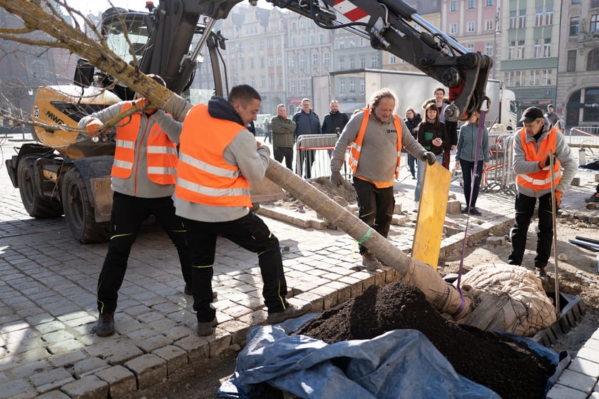 Robotnicy wsadzający drzewo do przygotowanego dołu - sadzenie nowych drzew w Rynku 6 marca 2026 r.