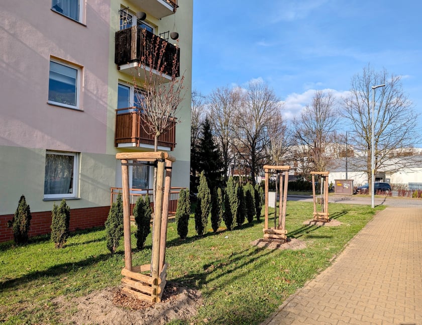 Nowe nasadzenia drzew na osiedlu na Stabłowicach.