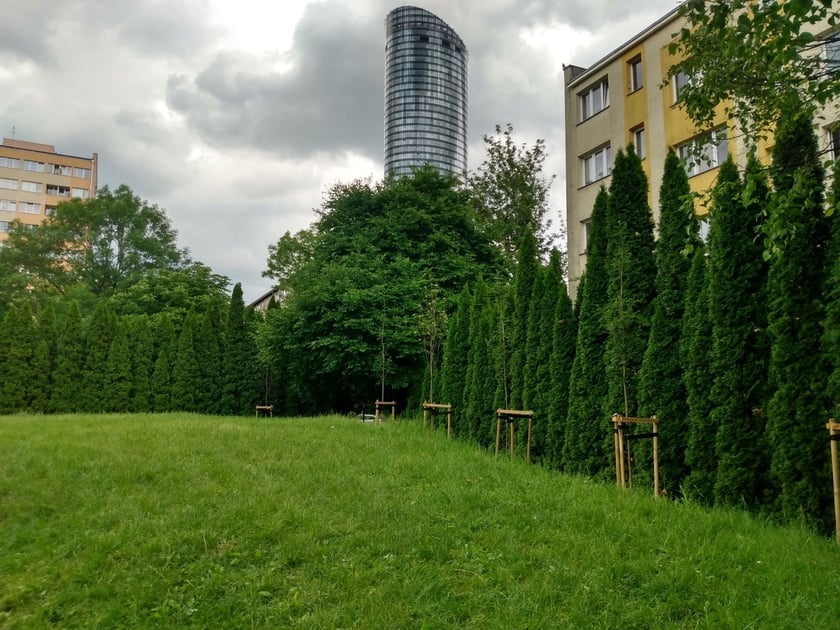 Z przedszkolnego podwórka widać Sky Tower. Na trawniku posadzono młode drzewa, wśród nich lipy.