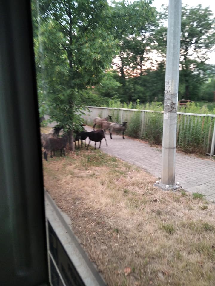Owce blokujące przejazd autobusu na Maślicach
