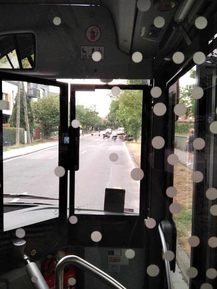 Owce blokujące przejazd autobusu na Maślicach