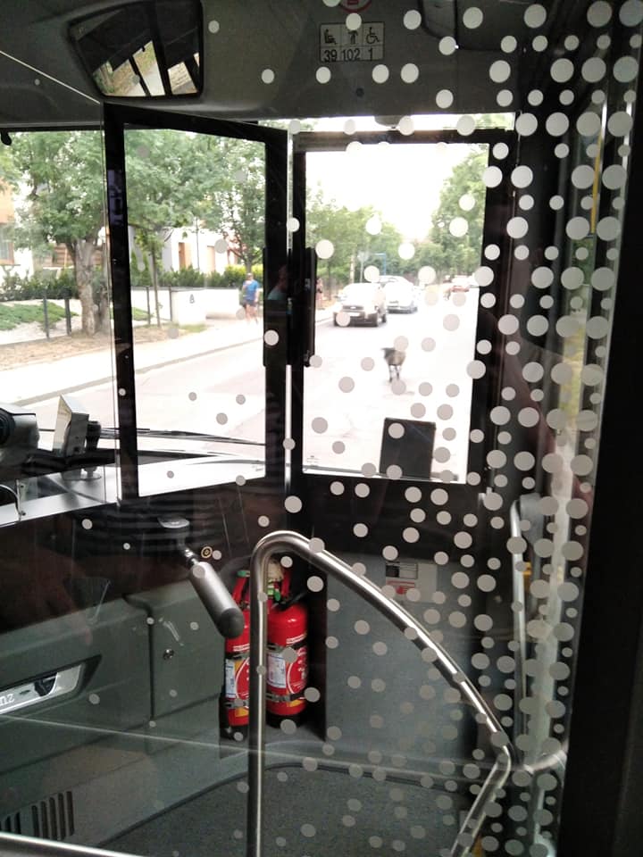 Owce blokujące przejazd autobusu na Maślicach
