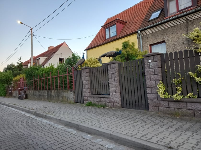 Pawie na Stabłowicach