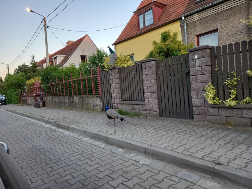 Pawie na Stabłowicach