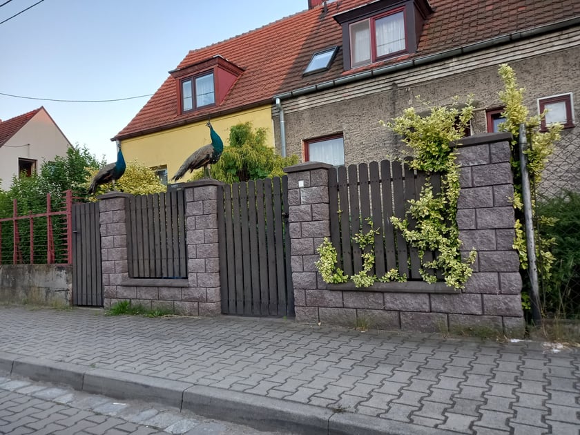 Pawie na Stabłowicach