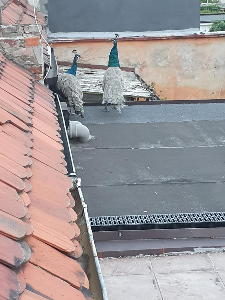 Pawie na Stabłowicach