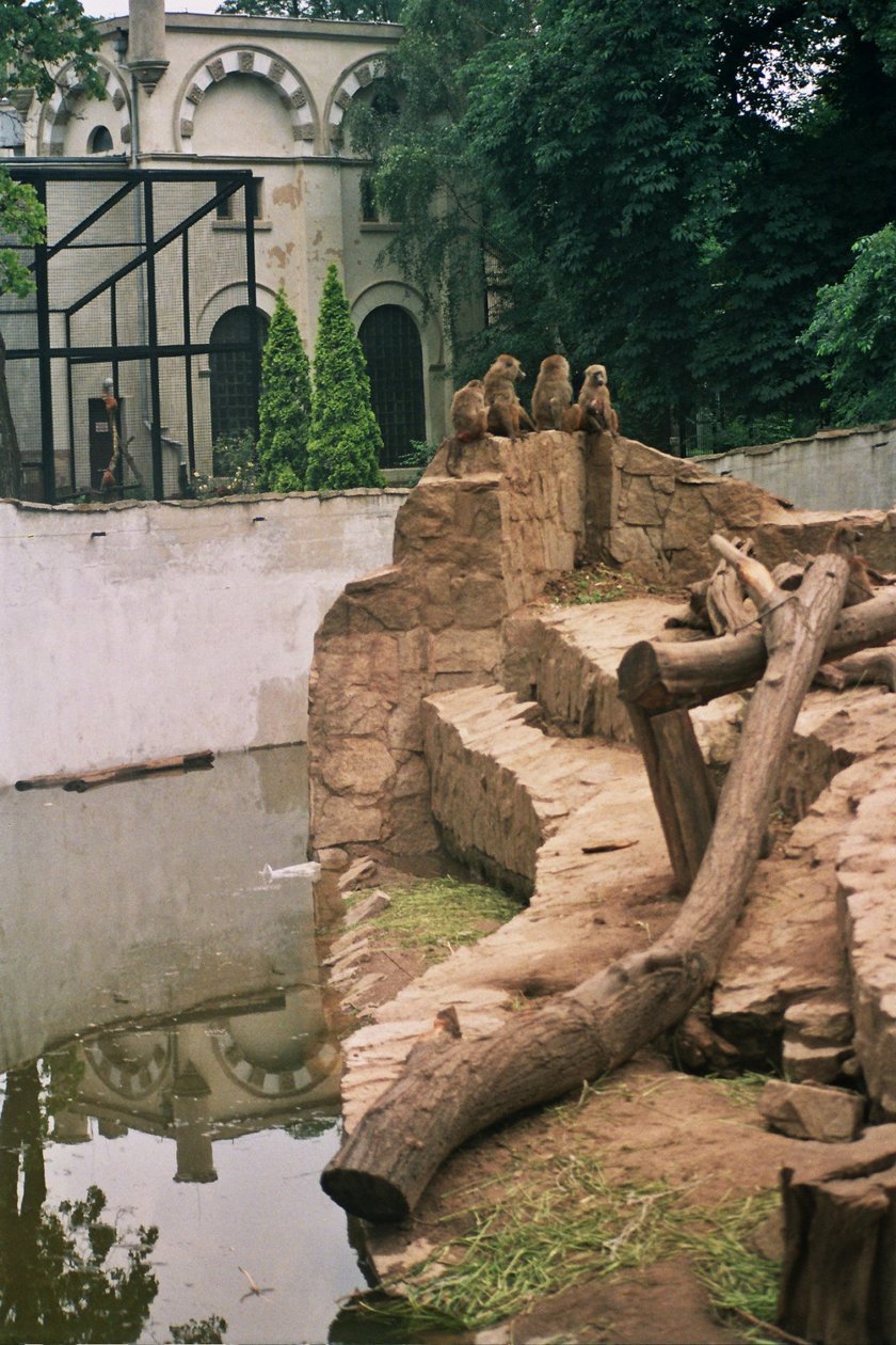 Powódź Tysiąclecia w ZOO Wrocław, lipiec 1997. Zalana fosa na wybiegu pawianów