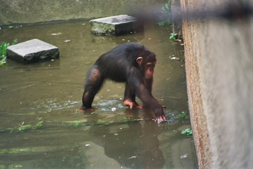 Powódź Tysiąclecia w ZOO Wrocław, lipiec 1997.