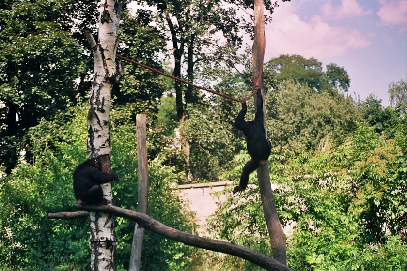 Powódź Tysiąclecia w ZOO Wrocław, lipiec 1997. Szympansom została jedna lina.