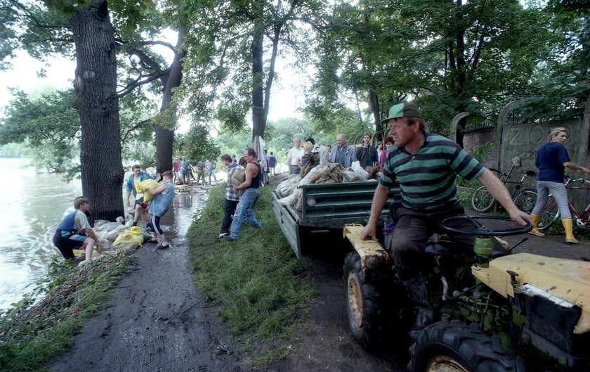 Powódź Tysiąclecia w ZOO Wrocław, lipiec 1997. Traktor ZOO służył do transportu worków