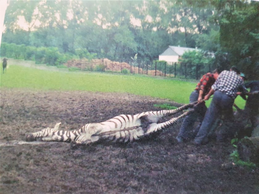 Powódź Tysiąclecia w ZOO Wrocław, lipiec 1997. Zebra rozbiła się spłoszona hukiem helikoptera