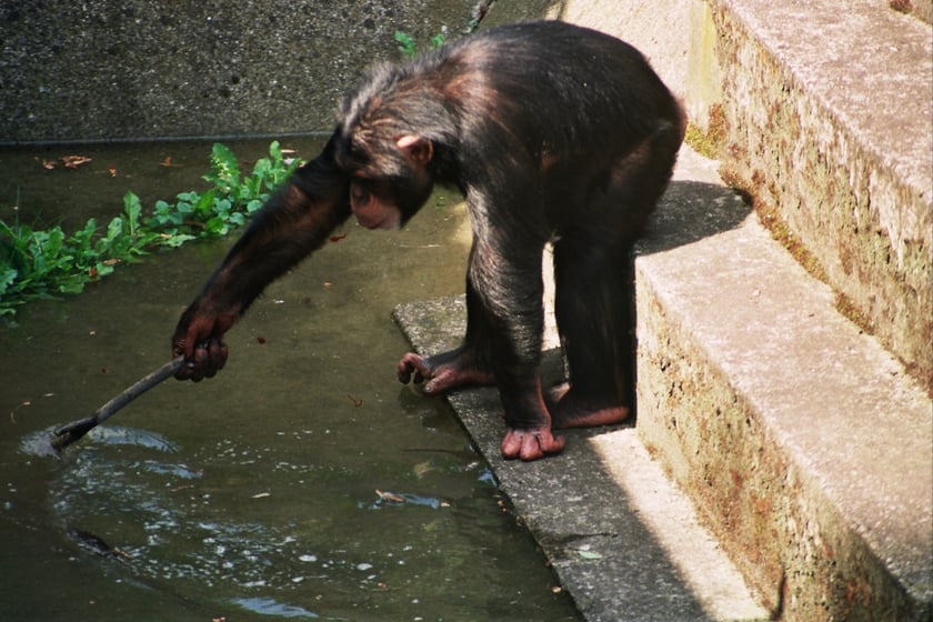 Powódź Tysiąclecia w ZOO Wrocław, lipiec 1997.