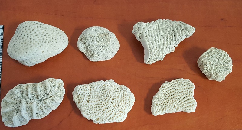 Na polsko-ukraińskiej granicy w Medyce, KAS zatrzymała przemyt koralowca