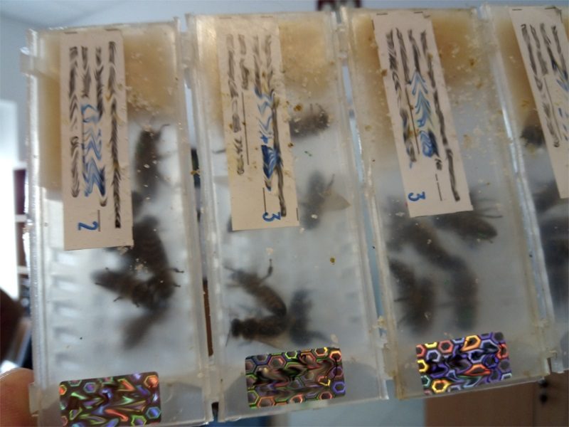 15 rodzin pszczelich zostało znalezionych w bagażu podróżnego na przejściu kolejowym w Dorohusku. Pszczoły przewożone były w plastikowych pudełkach. Nielegalnie do Polski próbował wwieźć je obywatel Ukrainy. Mężczyzna ukarany został mandatem i wraz z pszczołami musiał wrócić na Ukrainę