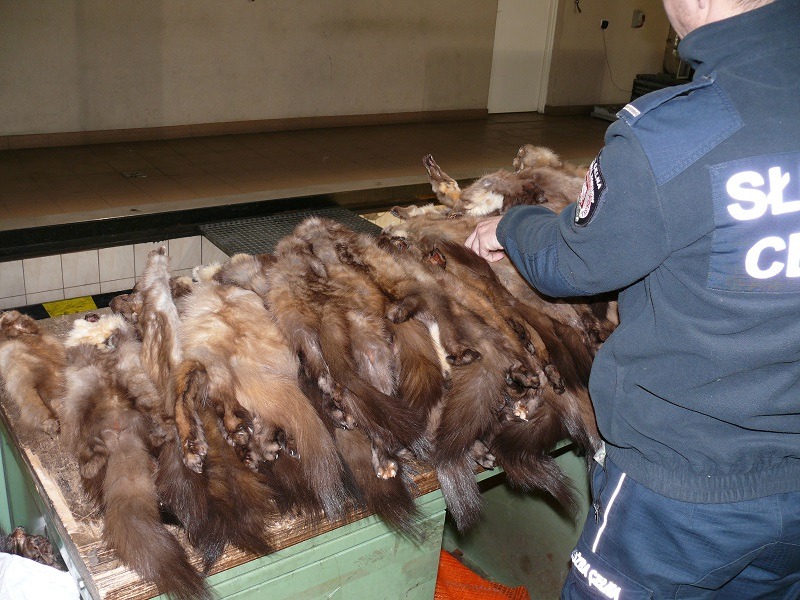 Na granicy z Białorusią podróżny próbował wwieźć do Unii Europejskiej ponad 400 skór zwierząt z rodziny łasicowatych.  Podczas innej kontroli na polsko-białoruskim przejściu granicznym w Bobrownikach, KAS wykryła próbę przemytu wydry europejskiej oraz skórę bobra europejskiego