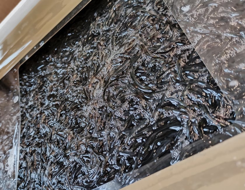 Nielegalny przewóz młodego węgorza europejskiego KAS zatrzymała na przejściu granicznym w Budomierzu. W autokarze znajdowało się 50 plastikowych pojemników, w których przewożone były młode okazy węgorza europejskiego. Ze względu na tragiczną sytuację tego gatunku, który jest zagrożony wyginięciem, wywóz jak i przywóz do UE nie jest możliwy