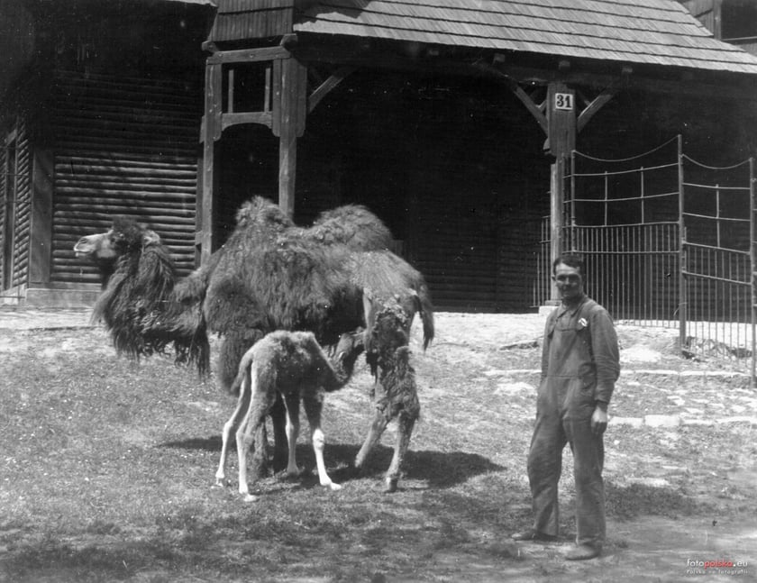 Jakie zwierzęta żyły we wrocławskim ZOO przed II wojną światową? Zobaczcie zdjęcia w naszej galerii
