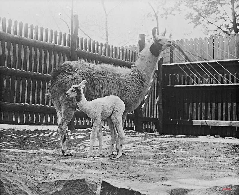 Jakie zwierzęta żyły we wrocławskim ZOO przed II wojną światową? Zobaczcie zdjęcia w naszej galerii