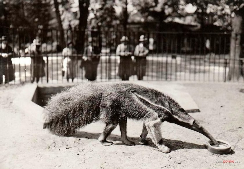 Jakie zwierzęta żyły we wrocławskim ZOO przed II wojną światową? Zobaczcie zdjęcia w naszej galerii