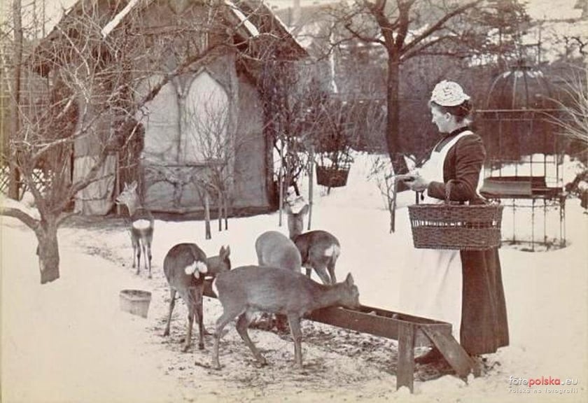 Jakie zwierzęta żyły we wrocławskim ZOO przed II wojną światową? Zobaczcie zdjęcia w naszej galerii