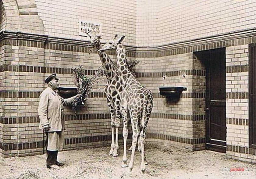 Jakie zwierzęta żyły we wrocławskim ZOO przed II wojną światową? Zobaczcie zdjęcia w naszej galerii