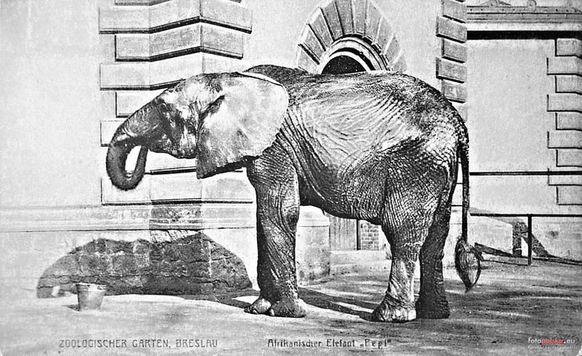 Jakie zwierzęta żyły we wrocławskim ZOO przed II wojną światową? Zobaczcie zdjęcia w naszej galerii
