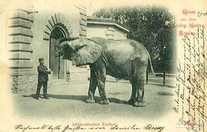 Jakie zwierzęta żyły we wrocławskim ZOO przed II wojną światową? Zobaczcie zdjęcia w naszej galerii