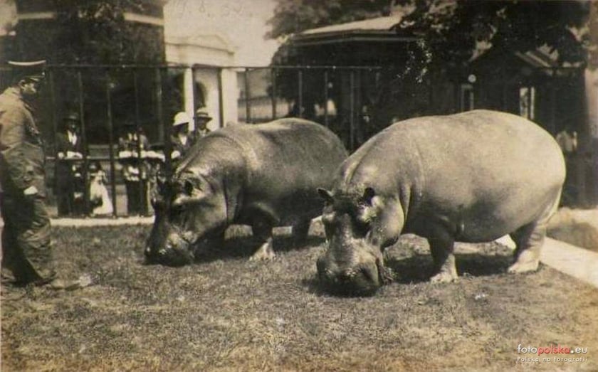 Jakie zwierzęta żyły we wrocławskim ZOO przed II wojną światową? Zobaczcie zdjęcia w naszej galerii