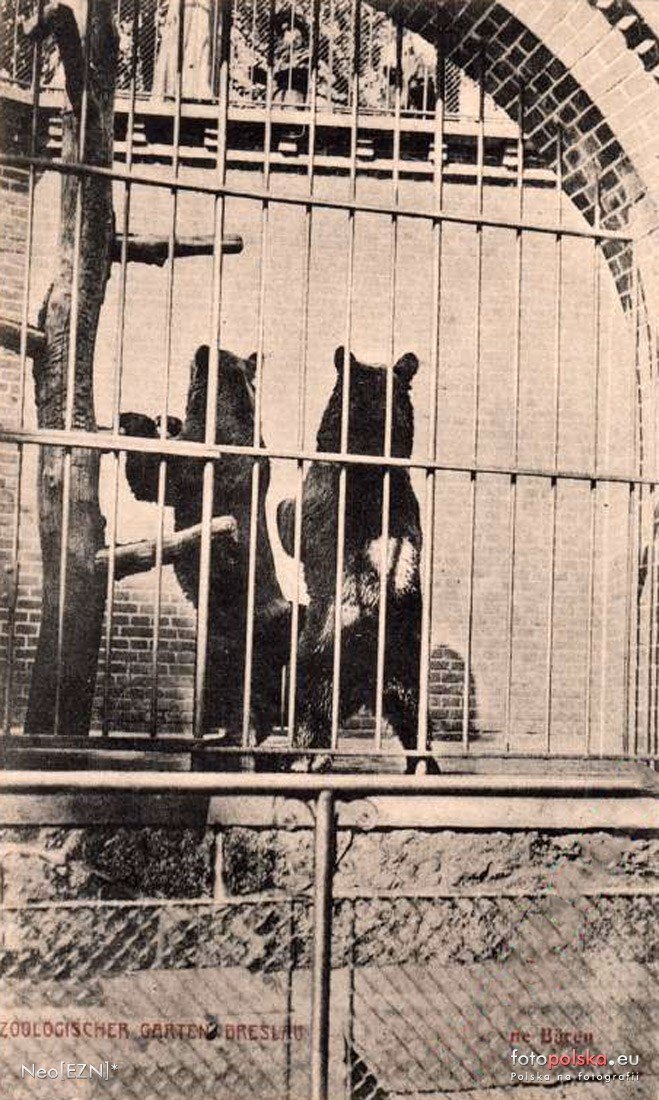 Jakie zwierzęta żyły we wrocławskim ZOO przed II wojną światową? Zobaczcie zdjęcia w naszej galerii