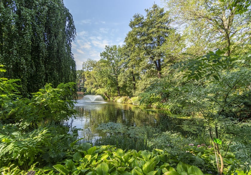 W Ogrodzie Botanicznym we Wrocławiu rośnie mnóstwo ciekawych roślin w tym kasztanowiec z owocami w kształcie gruszki