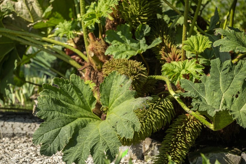 W Ogrodzie Botanicznym we Wrocławiu rośnie Gunera Brazylijska