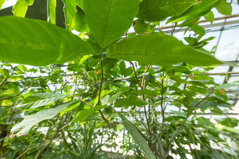 W Ogrodzie Botanicznym we Wrocławiu rośnie mnóstwo ciekawych roślin
