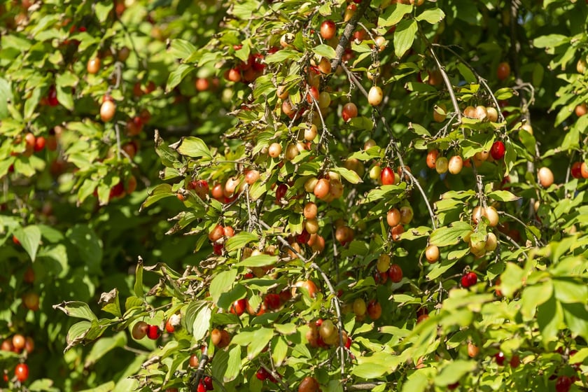 W Ogrodzie Botanicznym mamy też derenia